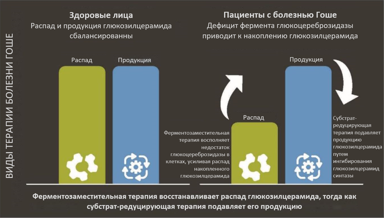 При болезни Гоше ферментозаместительная терапия восстанавливает распад глюкозилцерамида, тогда как субстрат-редуцирующая терапия подавляет его продукцию