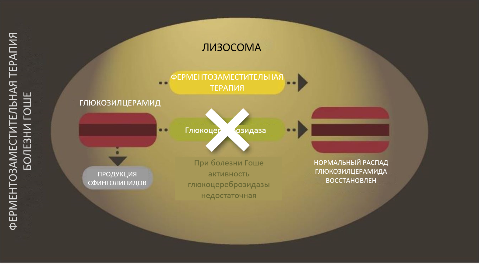 management_l2_enzyme_figure-1